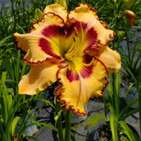 Hemerocallis Rainbow Rhythm 'Blazing Glory'
