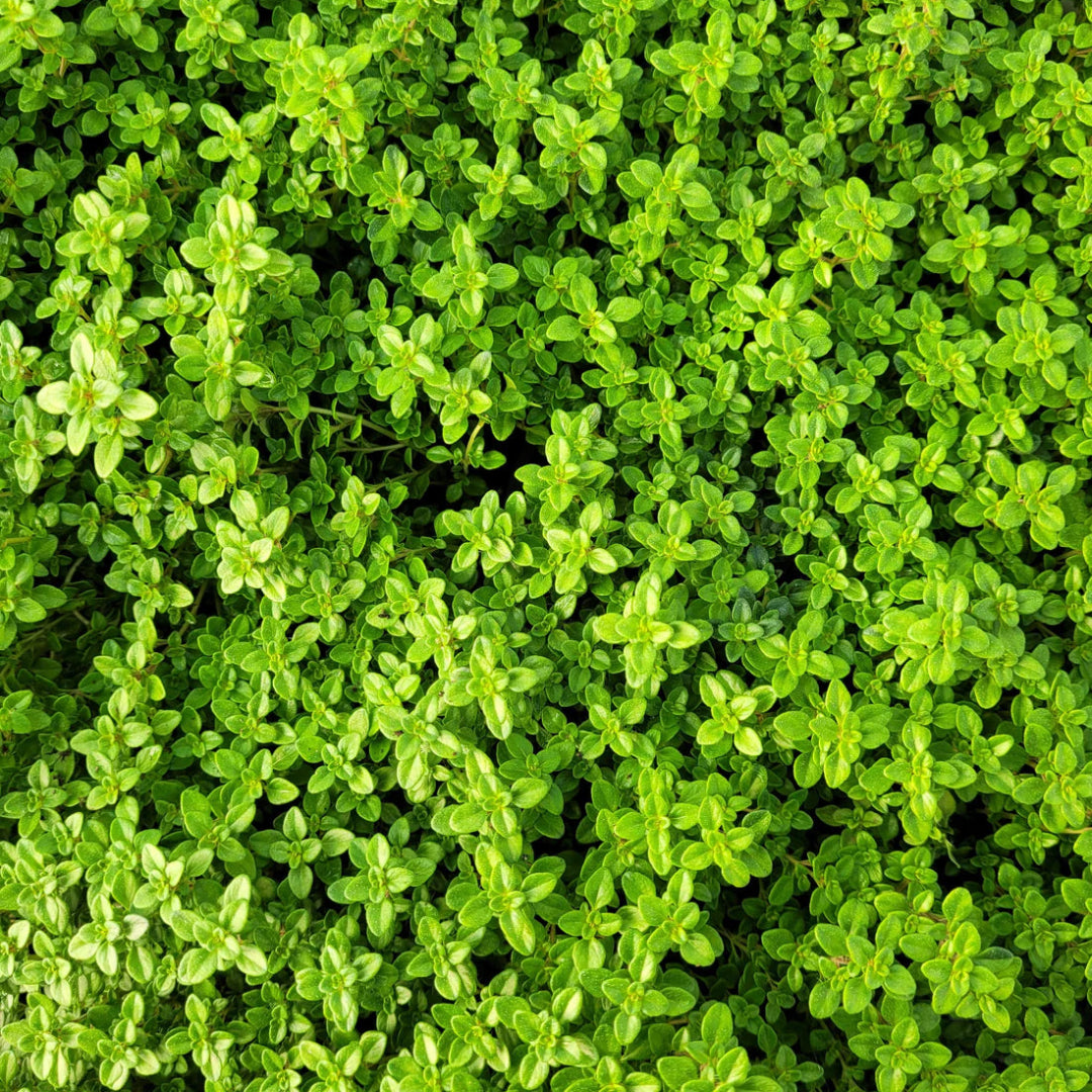 Thymus x citriodorus &