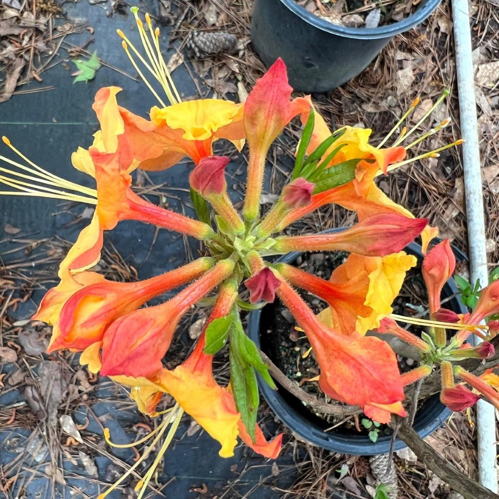Rhododendron ' Talullah Sunrise'