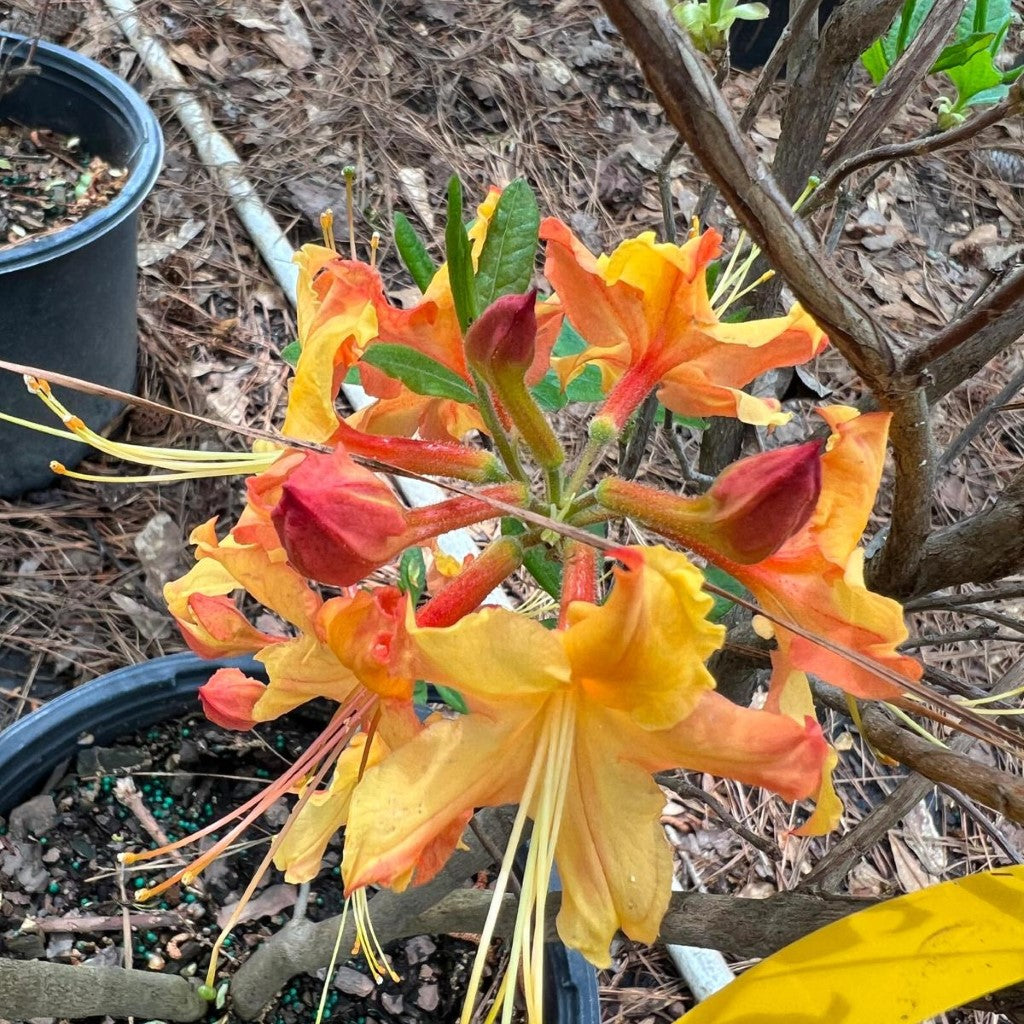 Rhododendron ' Talullah Sunrise'