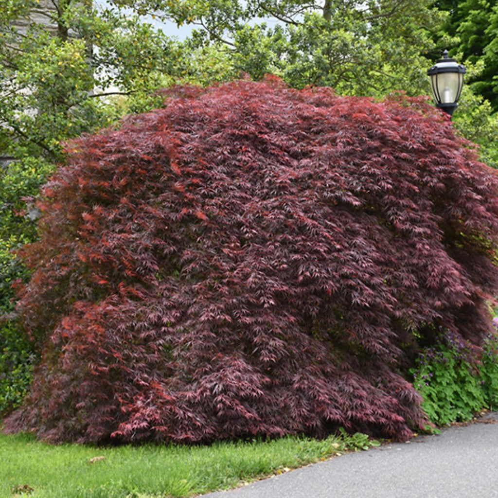 Tamukeyama Japanese Maple