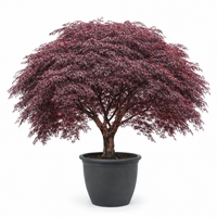 Tamukeyama Japanese Maple Tree
