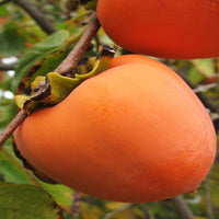 Tanenashi persimmon fruit hanging on the tree with smooth orange skin
