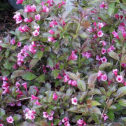 Tango' Weigela Florida