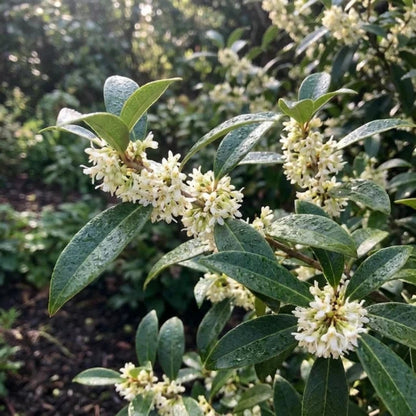 Variegated Tea Olive