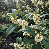 Variegated Tea Olive