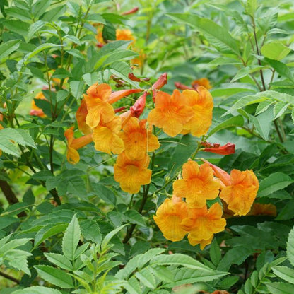 Solar Flare Sunbow Native Azalea
