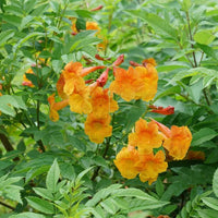Solar Flare Sunbow Native Azalea