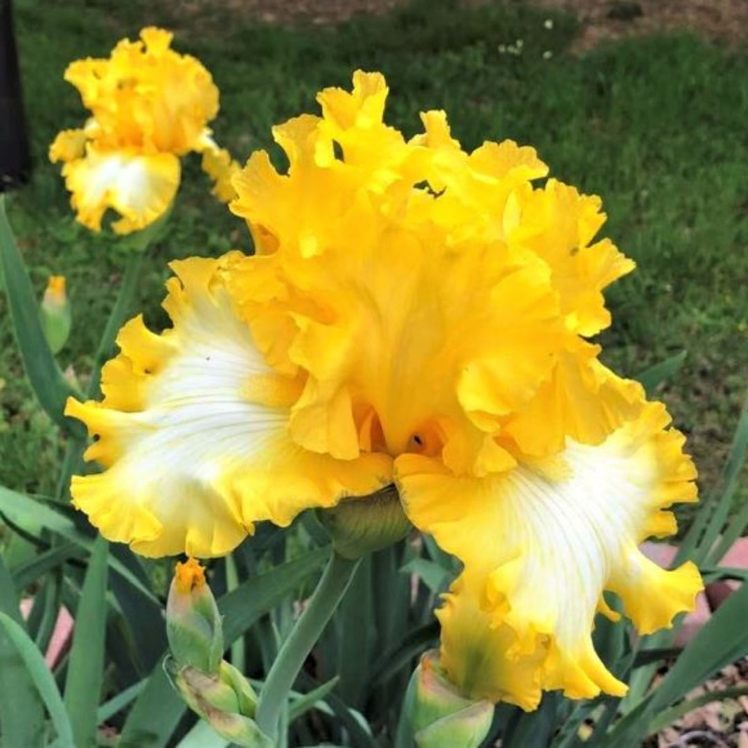 Iris germanica &