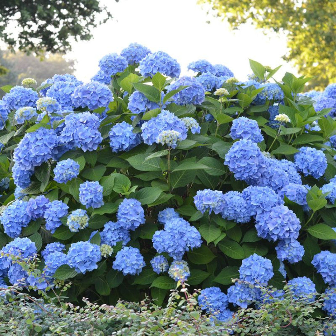 The Original Endless Summer Hydrangea flowering shrub