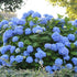 The Original Endless Summer Hydrangea flowering shrub