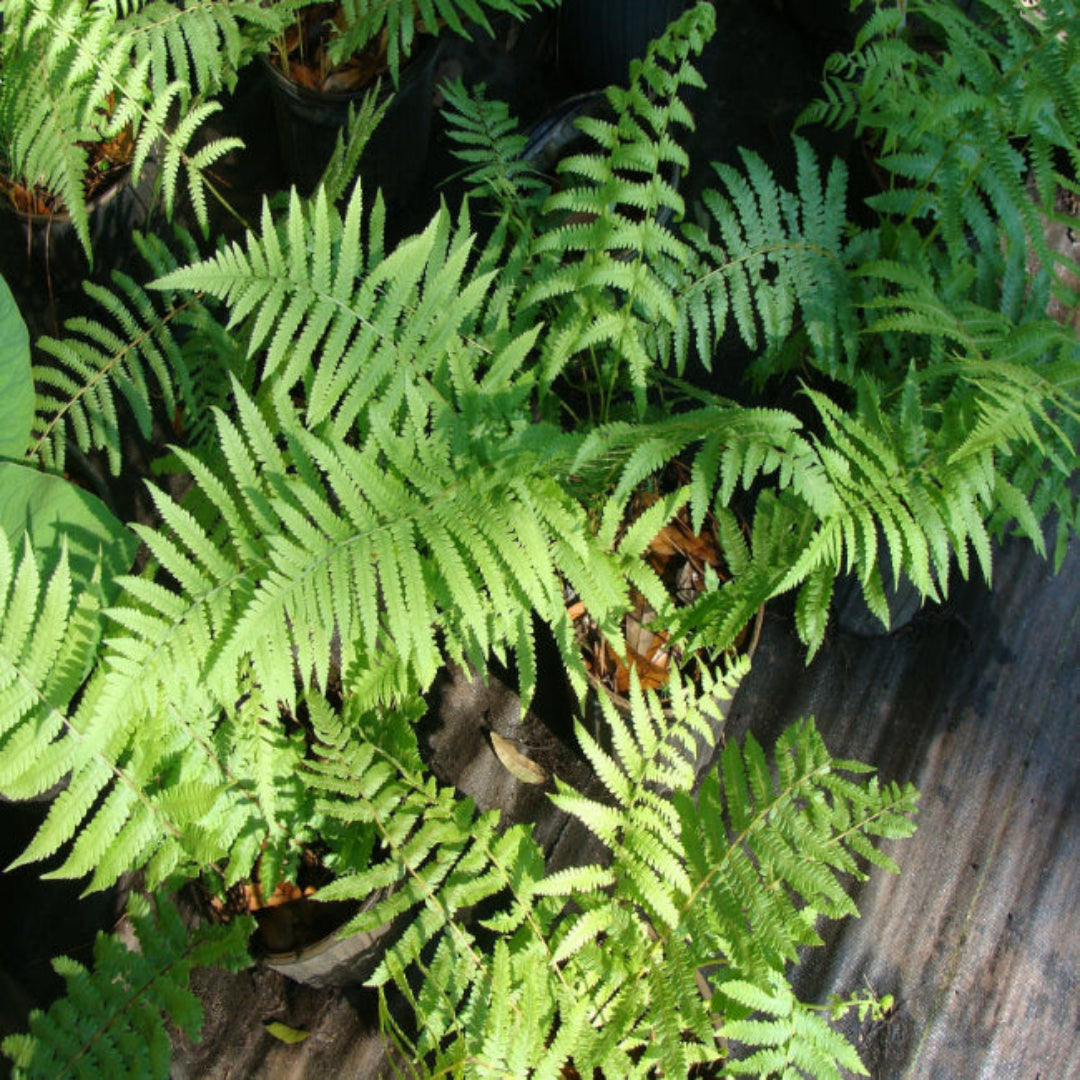Thelypteris Kunthii Southern Shield Fern - [EG]
