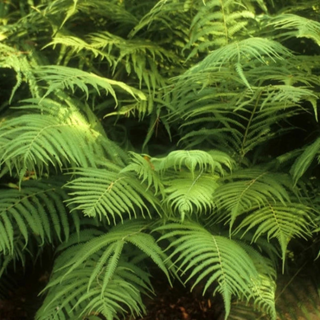 Thelypteris Kunthii Southern Shield Fern - [EG]