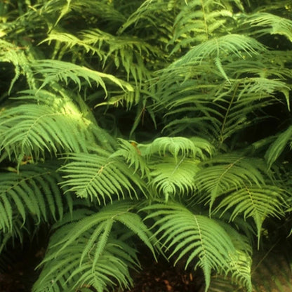 Thelypteris Kunthii Southern Shield Fern - [EG]