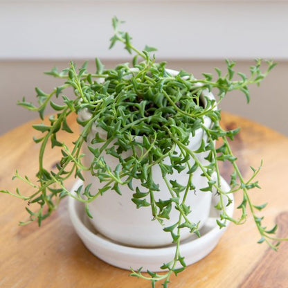 String of Dolphins Indoor Plant