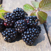 Blackberry