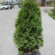 Thuja Holmstrup