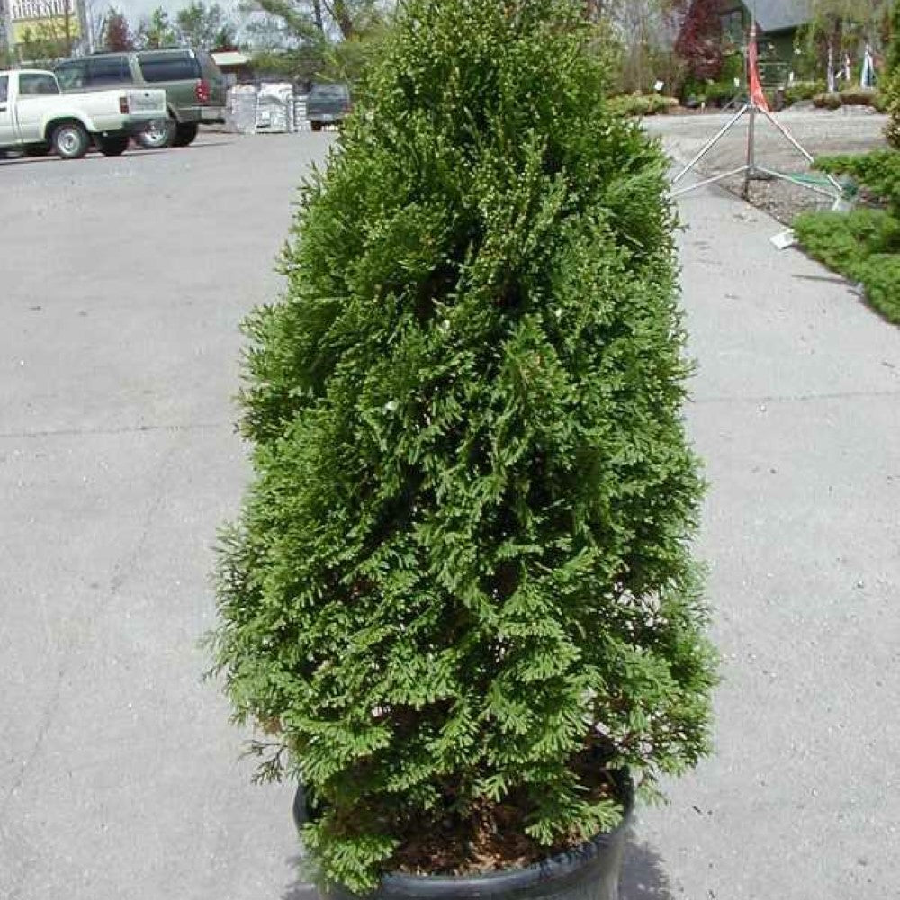 Thuja Holmstrup