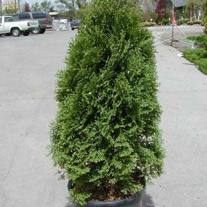 Thuja Holmstrup
