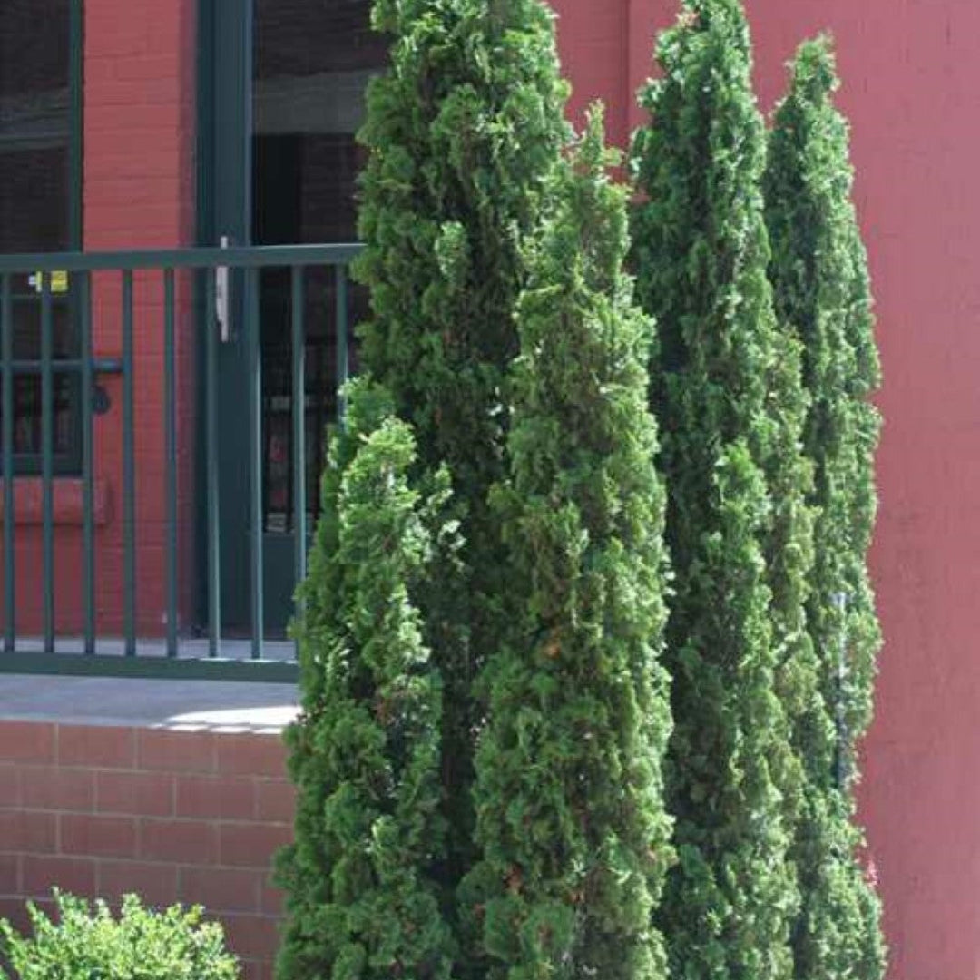Buy Degroot's Spire Thuja Plants & Trees Online