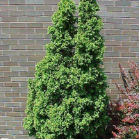 Degroot's Spire Thuja