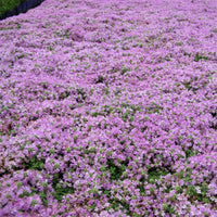 Elfin Thyme blooming perennial plant