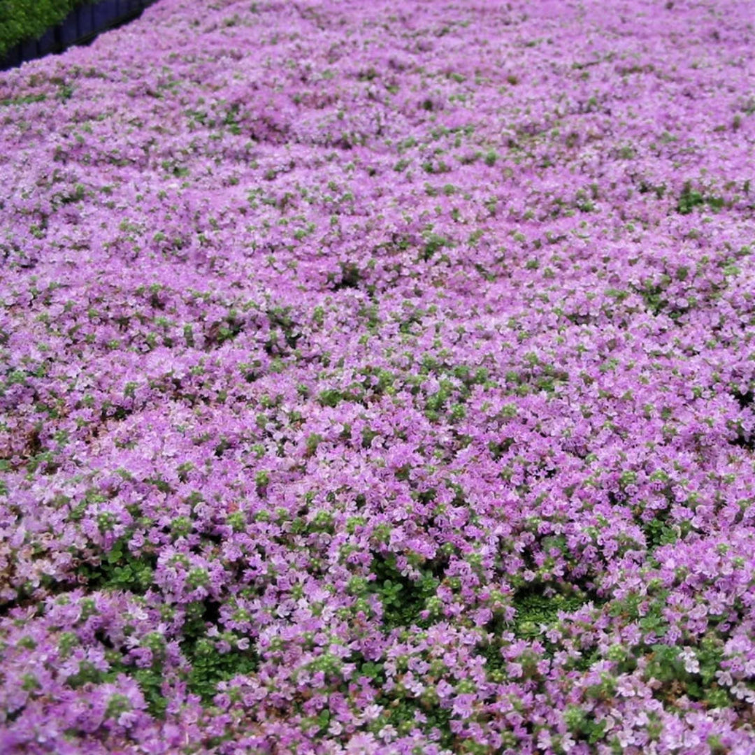 Thymus serpyllum Elfin Thyme ground cover