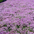 Thymus serpyllum Elfin Thyme ground cover