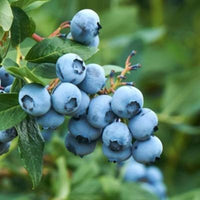 Fruit clusters of the Tifblue Blueberry Bush