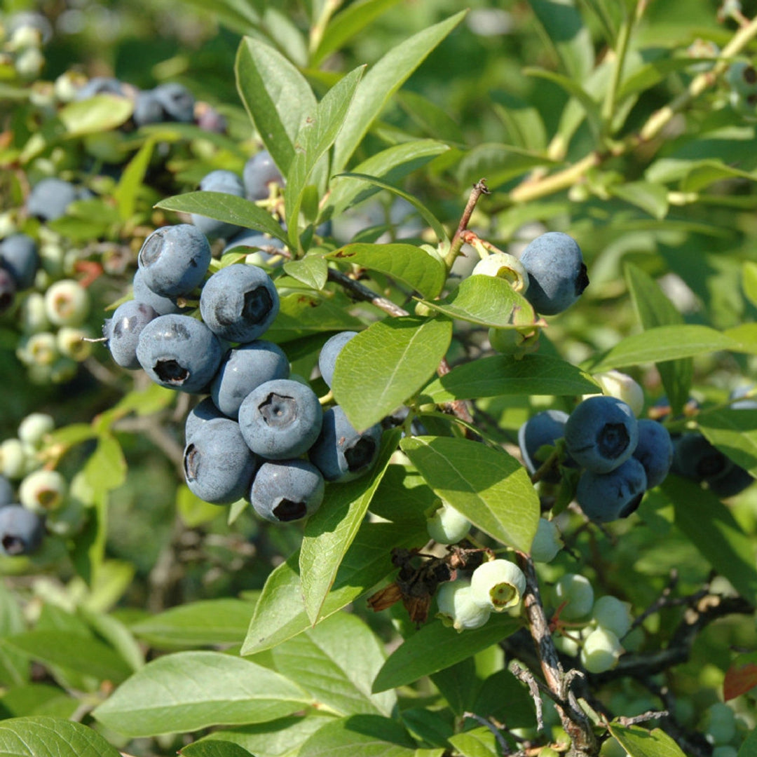 Tifblue Blueberry Bush