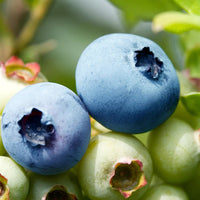 Container-grown Tifblue Blueberry Bush with berries