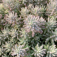 Sedum Tight and Tidy™ Blue Angelina™