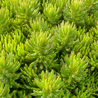 Sedum Tight and Tidy™ Green Angelina™