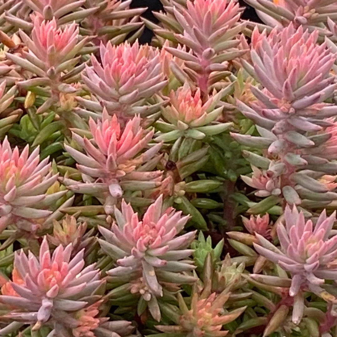 Sedum Tight and Tidy™ Pink Angelina™