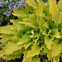 Hosta 'Time in a Bottle'