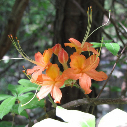 Tipsy Tangerine Rhododendron Native Azalea