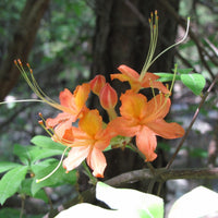 Healthy Tipsy Tangerine azalea bush growing outdoors in full bloom