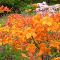 Tipsy Tangerine native azalea shrub with bright orange spring blooms