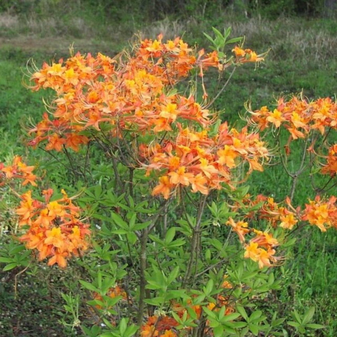 Blooming Tipsy Tangerine native azalea plant for landscape garden use