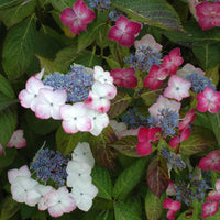 Hydrangea ‘Tokyo Delight’ flowering plant in garden display with mixed white and pink blooms