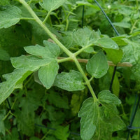 Tomato Plant 'Rutgers'