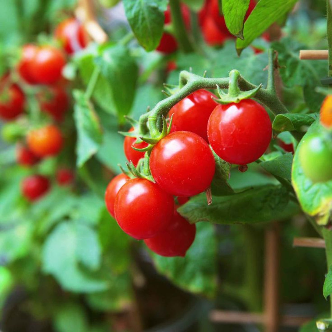 Cherry Tomato Plant