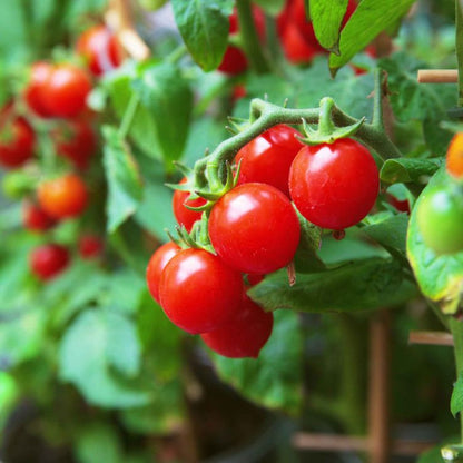 Cherry Tomato Plant
