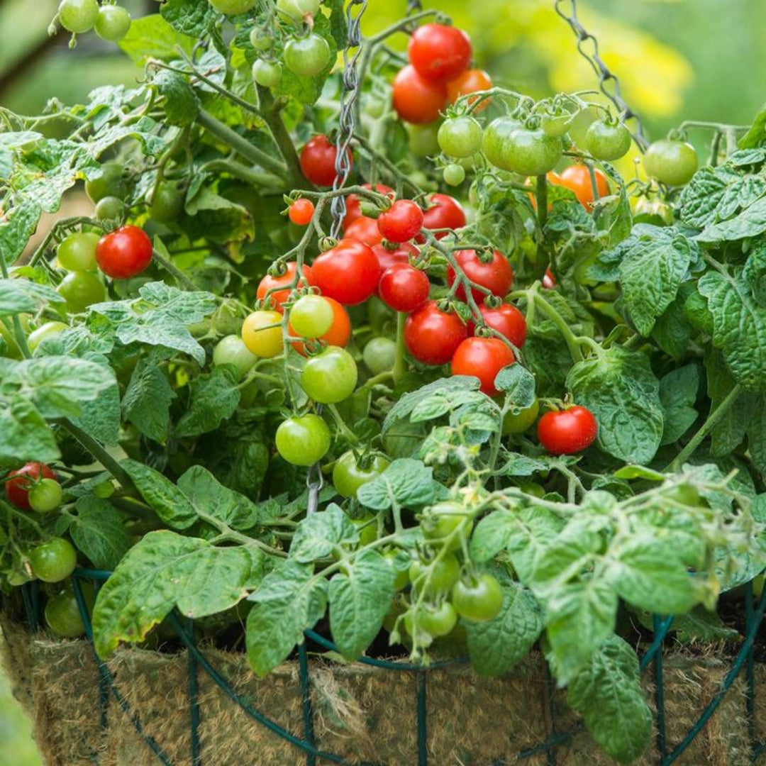 Cherry Tomato Plant