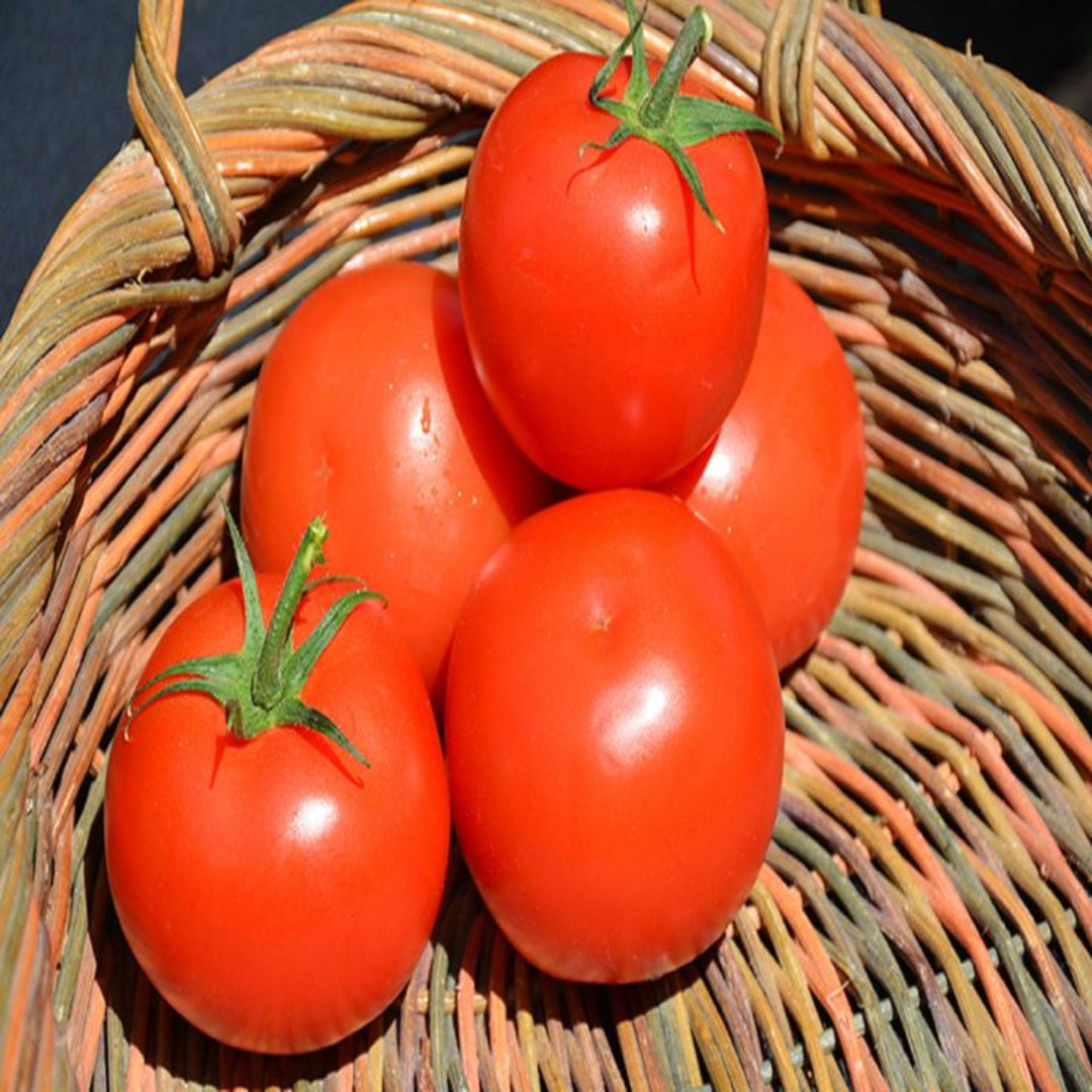 Tomato Plant &