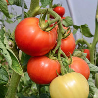 Tomato Plant 'Fantastico'