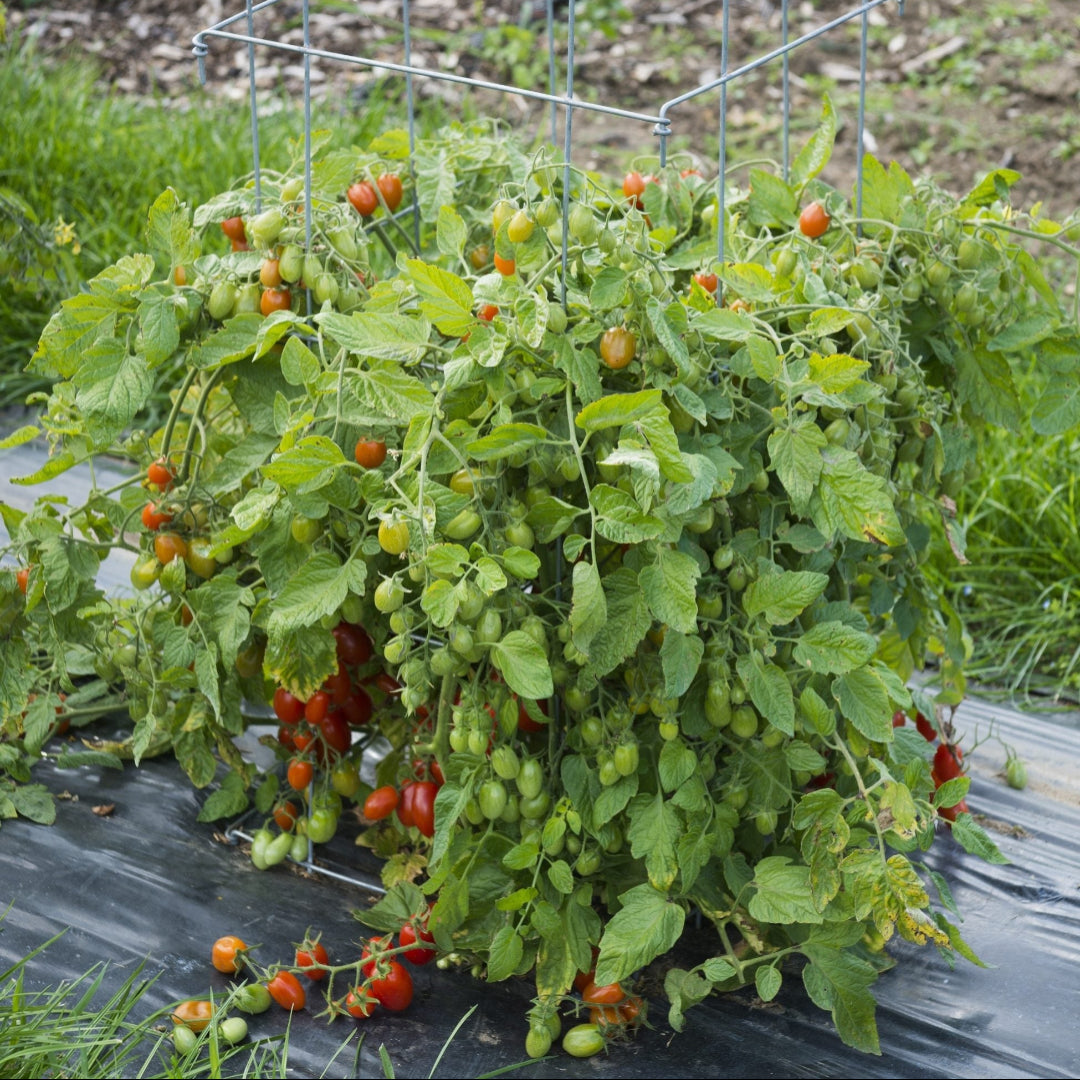Tomato Plant &