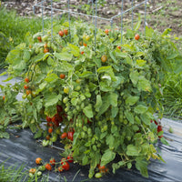 Tomato Plant 'Fantastico'