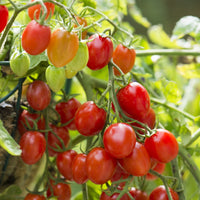 Tomato Plant 'Fantastico'