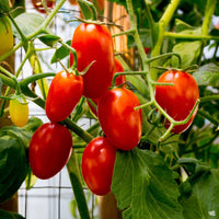 Tomato Plant 'Juliet'